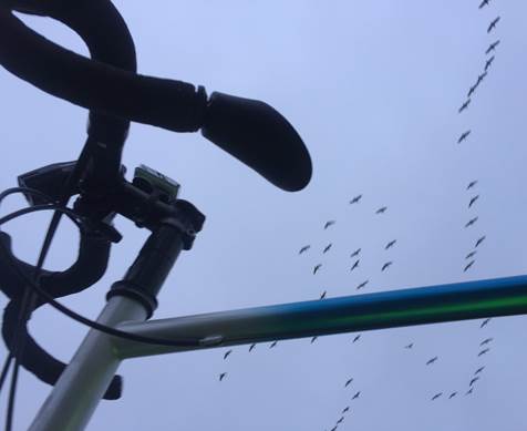 Rodriguez custom road bike with birds in the air