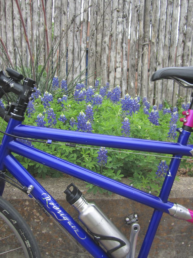 Close up of the Blue on the Pink and Blue Tandem